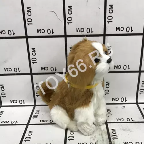 Собачка реагирует на звук (хлопок) zhaocaigou-dog